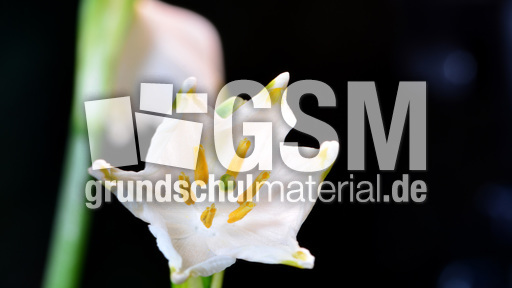 Märzenbecher (2).jpg